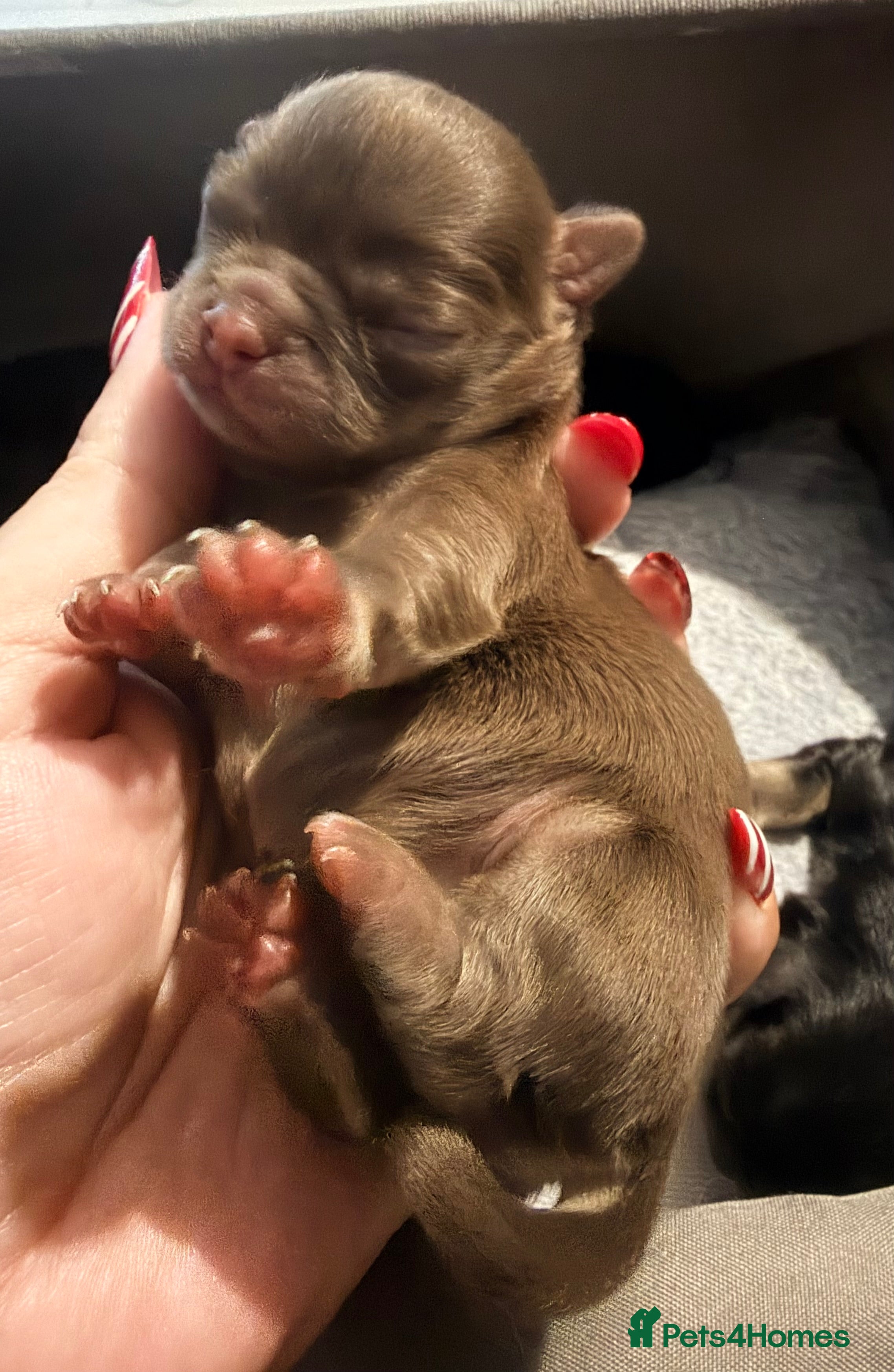 Chihuahua dogs Russian long coat chihuahua  - Advert 8