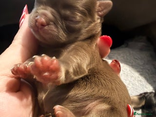 Chihuahua dogs Russian long coat chihuahua - Advert 8