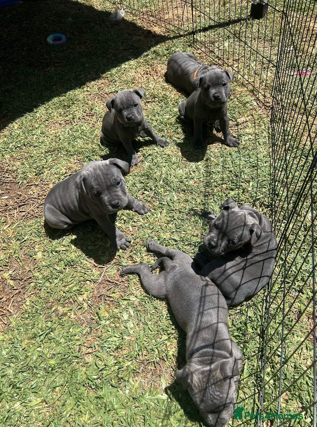 Staffordshire Bull Terrier dogs for sale: Honest lovx Blueish Staffys for everyone - Advert 7