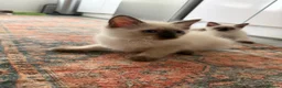 Ragdoll cats for sale: Ragdoll Kittens  - Advert 4