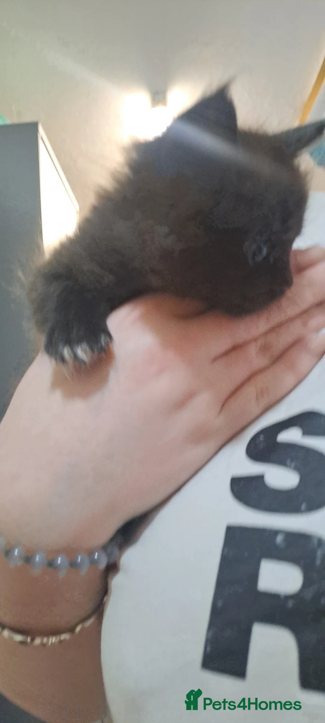 Maine Coon cats for sale: 3 beautiful main coon kittens - Advert 1