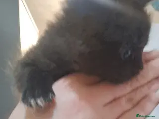 Maine Coon cats 3 beautiful main coon kittens - Advert 1