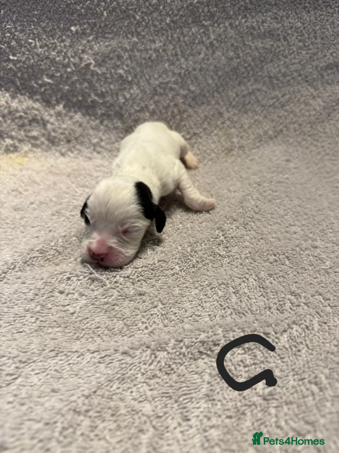 Mixed Breed dogs for sale: Adorable Boxer x Cocker Spaniel puppies 🐶 - Advert 3