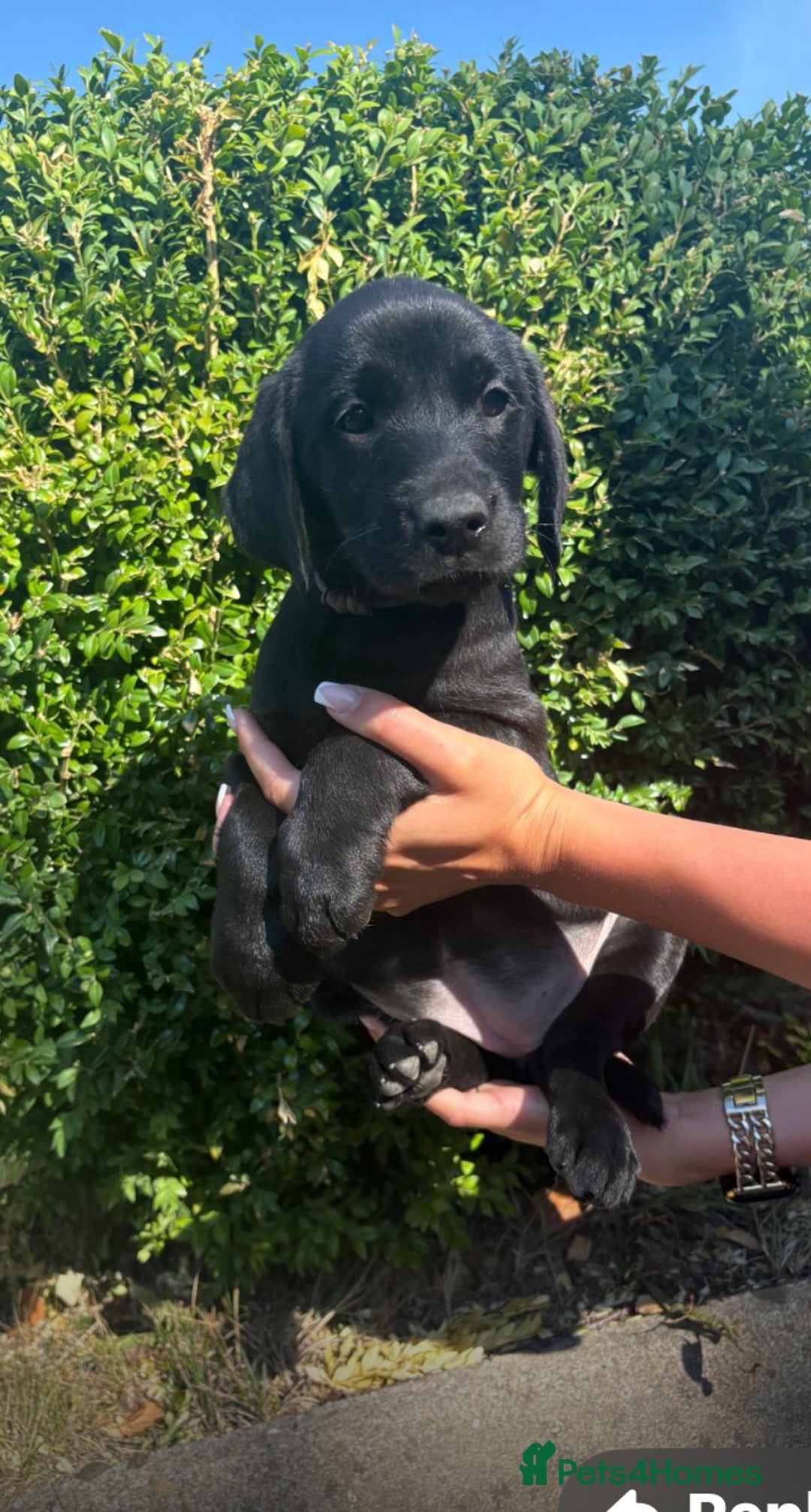 Labrador Retriever dogs for sale: Black Labrador Retriever Pups - Image 2