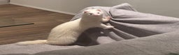 Ferret rodents for sale: Rehoming My Ferret – Looking for a Loving Home - Advert 1