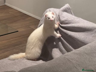 Ferret rodents Rehoming My Ferret – Looking for a Loving Home - Advert 5