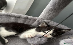 Mixed Breed cats for sale: 4 Lovely kittens  - Image 9