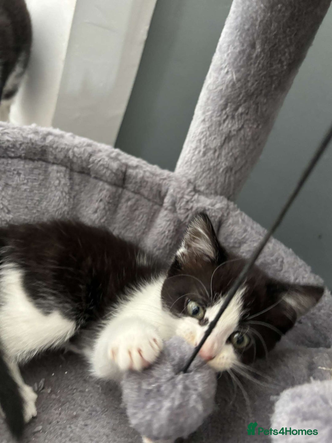 Mixed Breed cats for sale: 4 Lovely kittens  - Image 9