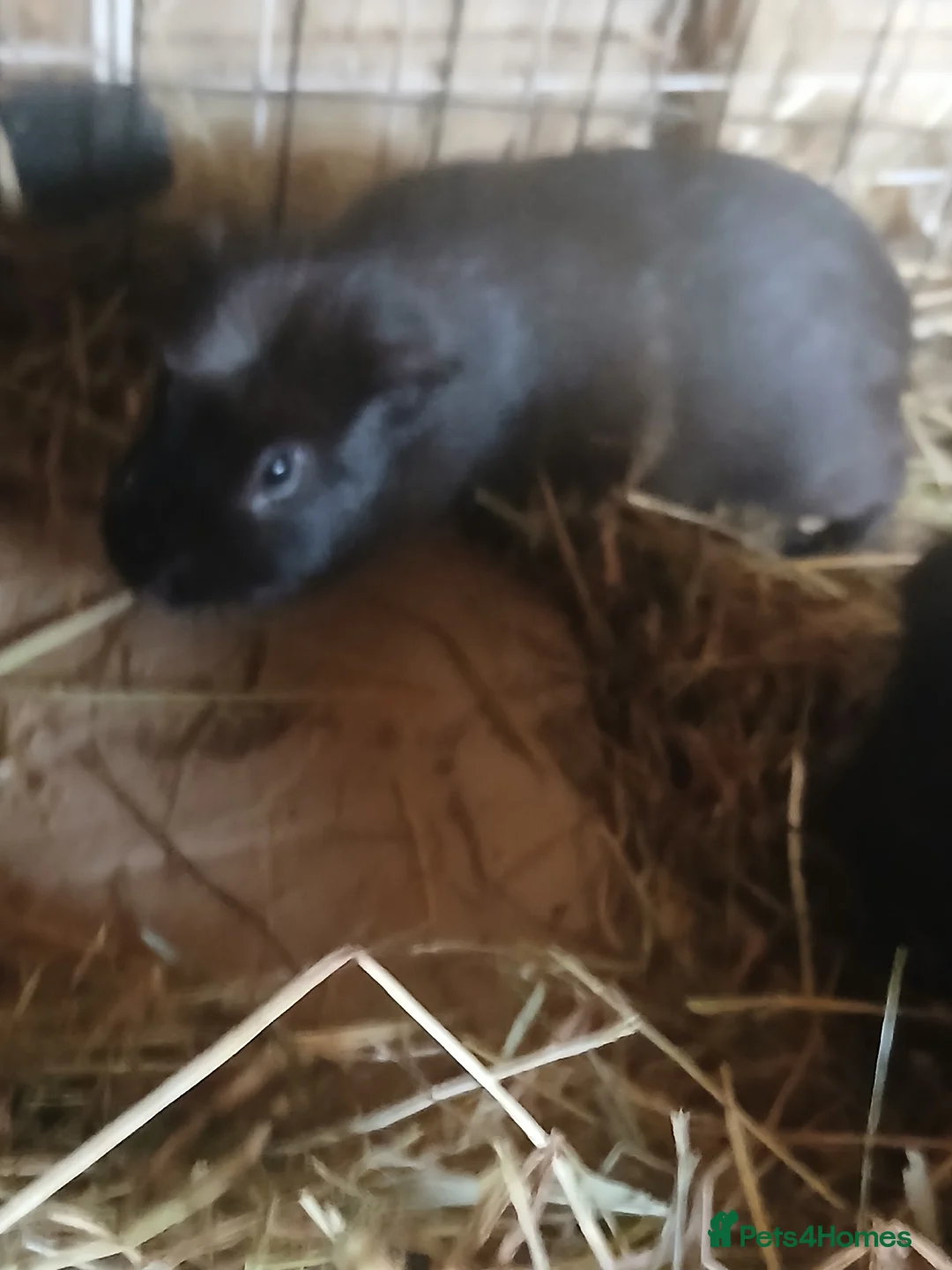 Guinea Pig rodents for sale: Male Guinea Pigs (brothers) - Advert 3