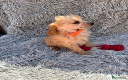 Miniature Poodle dogs for sale: Kc health tested red miniature poodle pups in Llandeilo - Image 4