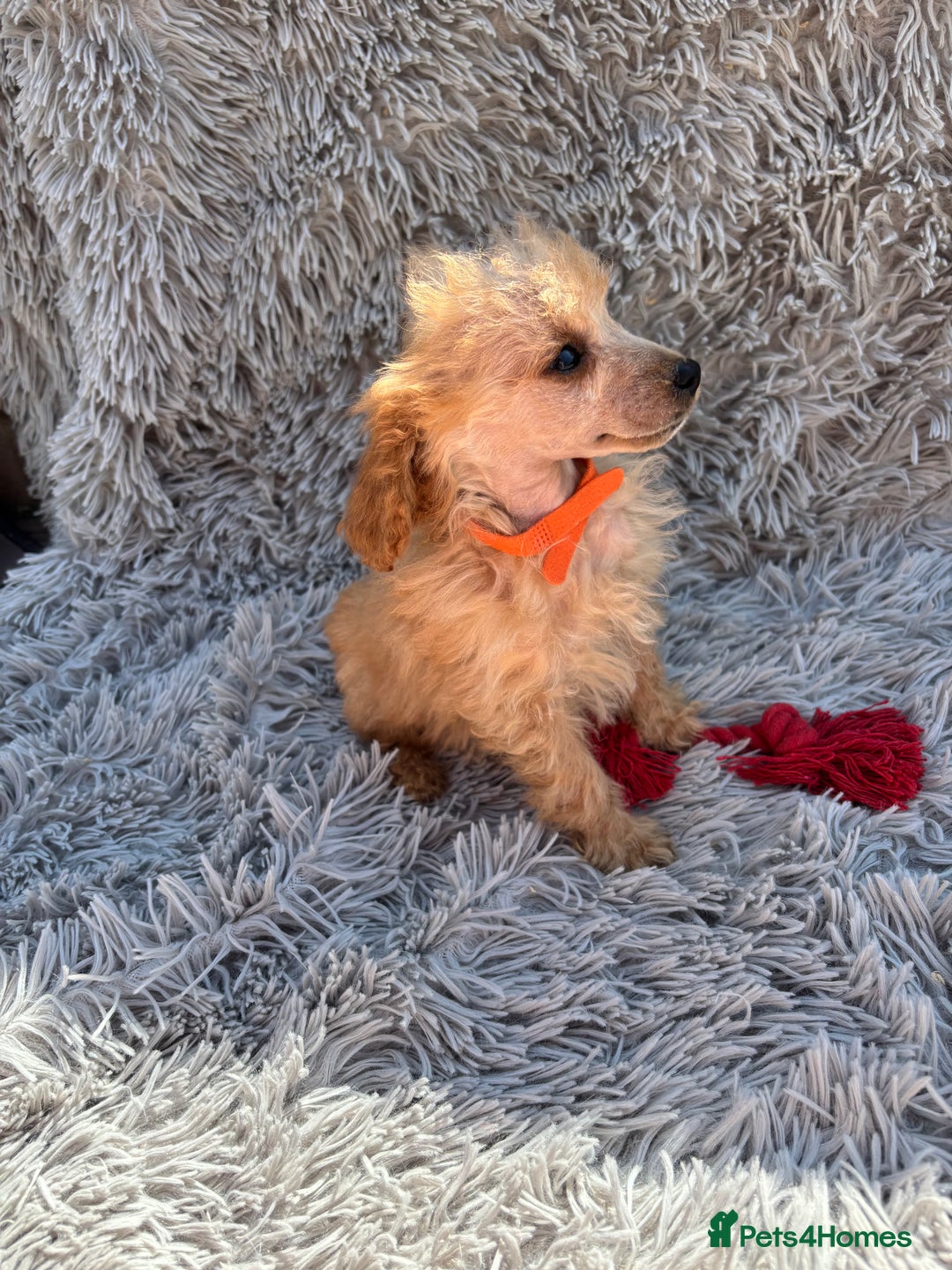 Miniature Poodle dogs for sale: Kc health tested red miniature poodle pups in Llandeilo - Image 4