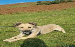 Mixed Breed dogs for adoption: Sasha is looking for a  home of her own  - Advert 8