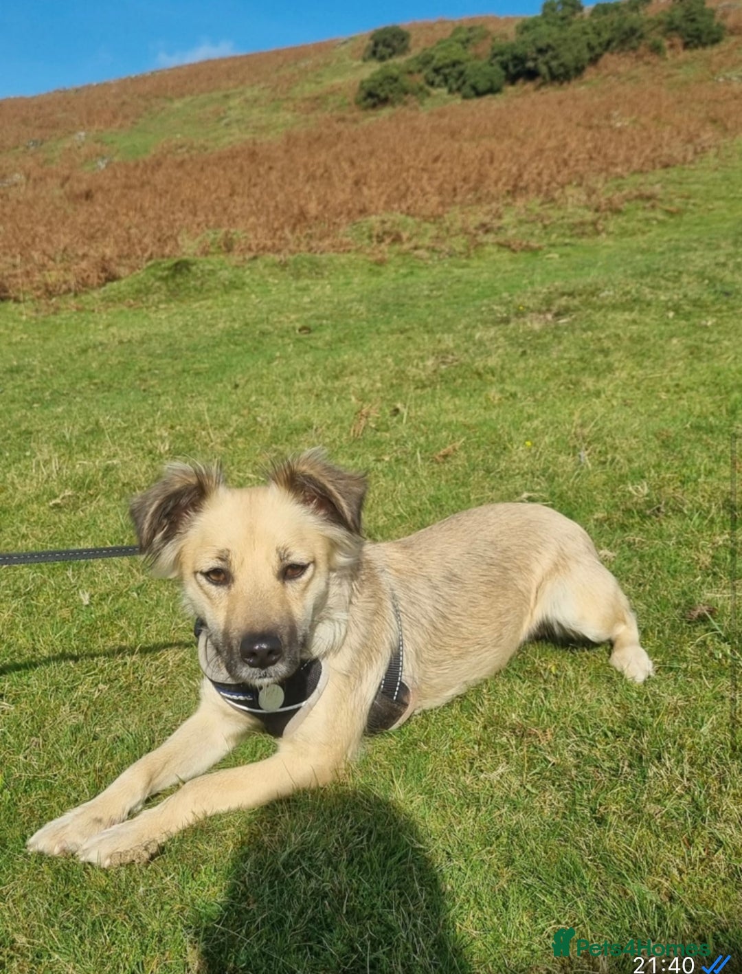 Mixed Breed dogs for adoption: Sasha is looking for a  home of her own  - Advert 8