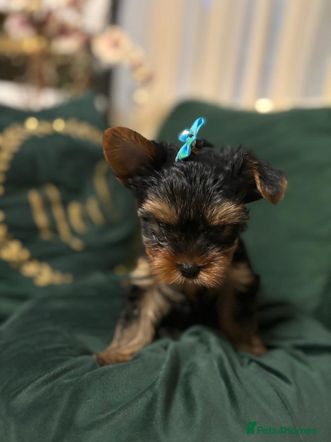 Yorkshire Terrier dogs for sale: ✨Four Adorable Yorkshire Terrier Puppies For Sale✨ - Advert 23