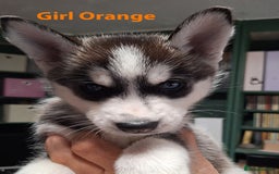 Siberian Husky dogs for sale: Siberian Husky X Pups - Image 4
