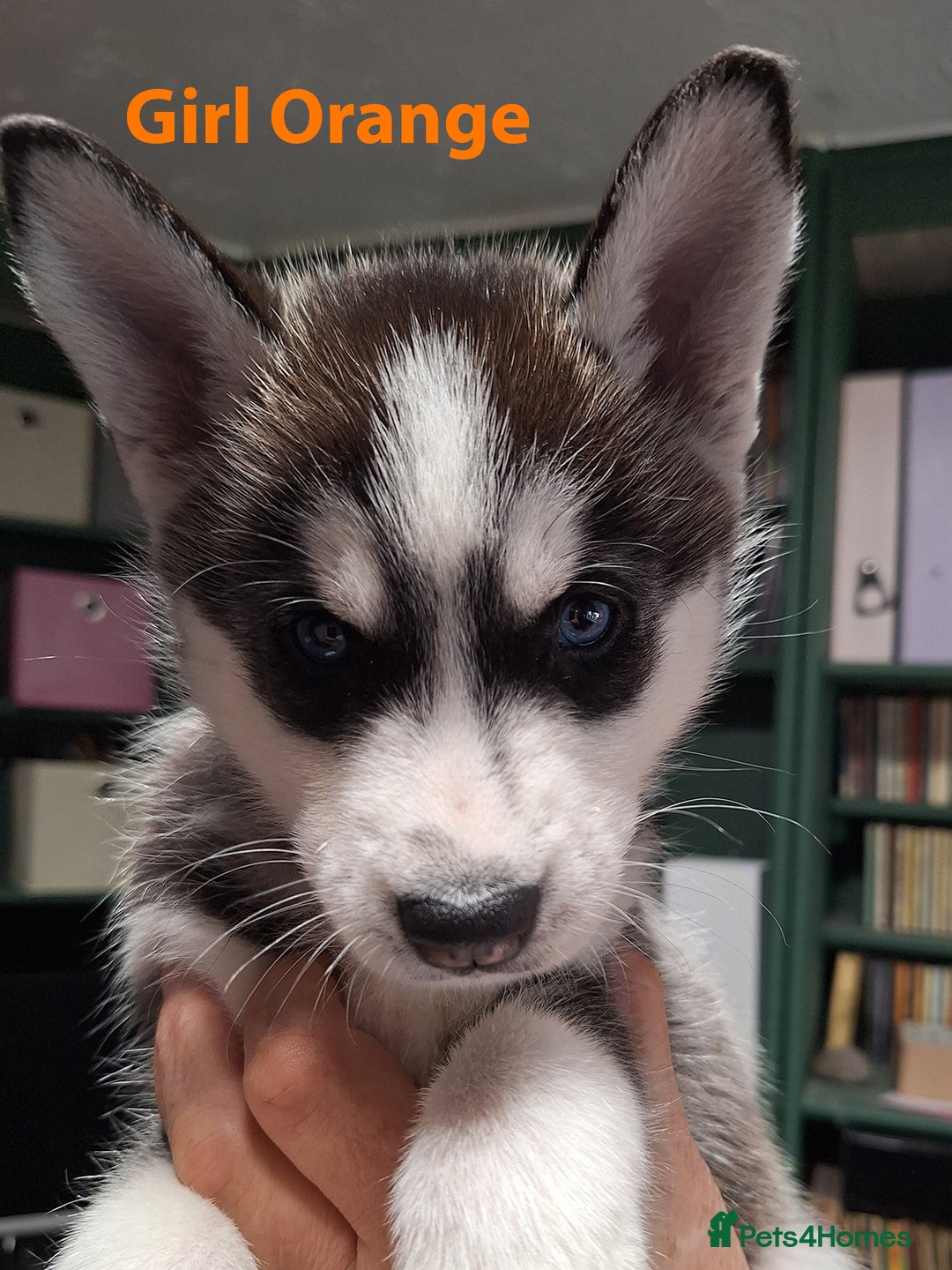 Siberian Husky dogs for sale: Siberian Husky X Pups - Image 4