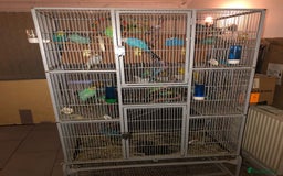 Budgerigars birds for sale: Budgies For Sale. - Image 1