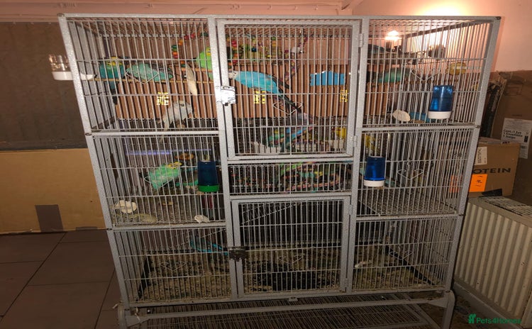 Budgerigars birds - Advert 4