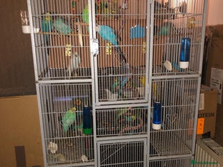 Budgerigars birds - Advert 29