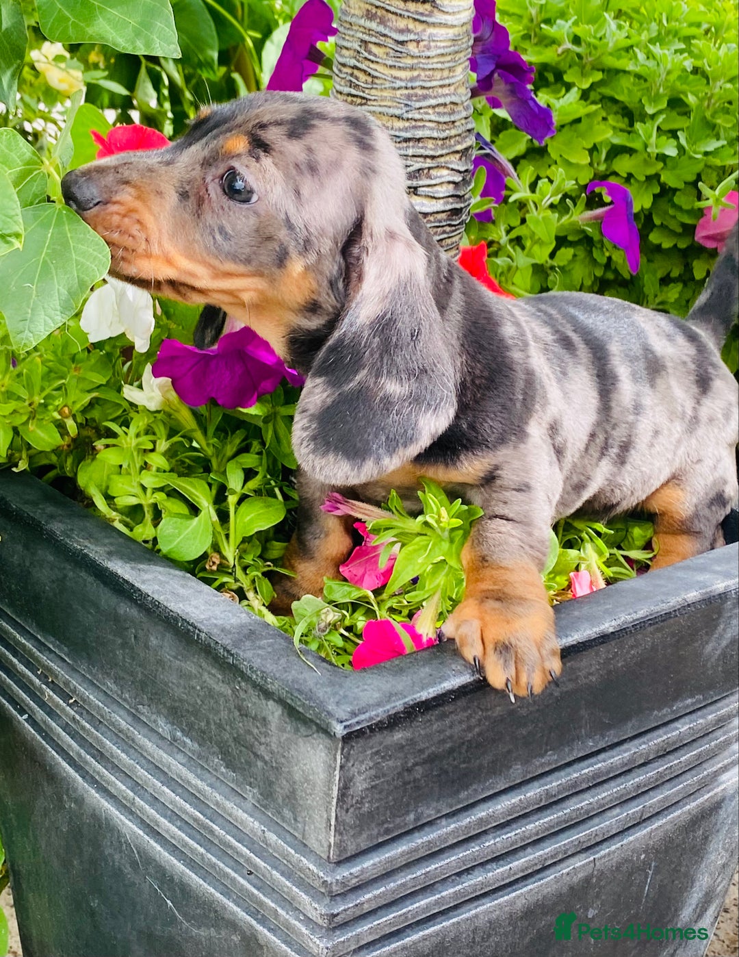 Miniature Dachshund dogs for sale: Stunning Miniature Dachshund Puppies!!! - Image 4