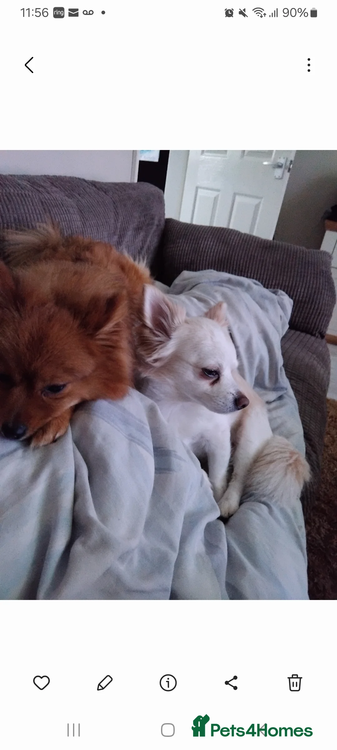 Pomchi dogs for sale: Pomchi puppies - Advert 5