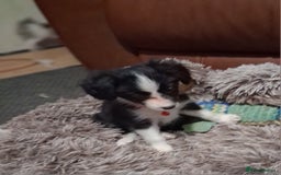Mixed Breed dogs for sale: Papillon x collie - Image 10