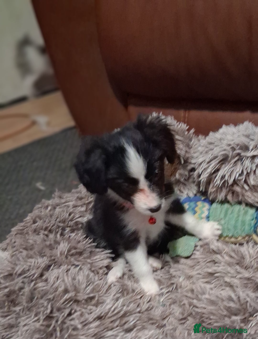 Mixed Breed dogs for sale: Papillon x collie - Image 10