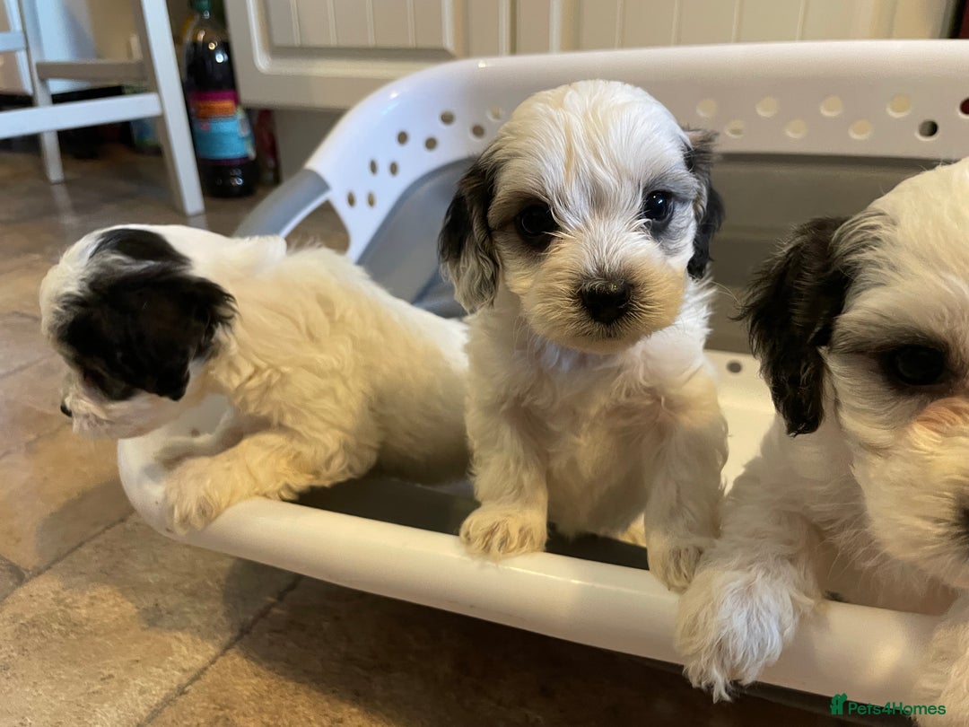 Mixed Breed dogs for sale: Cockapoo x Maltese (Maltipoo) - Image 10