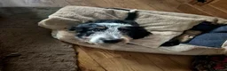 Mixed Breed dogs for sale: Borderpoo puppies - Advert 7