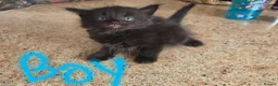Mixed Breed cats for sale: Mother cat and kittens  - Advert 4