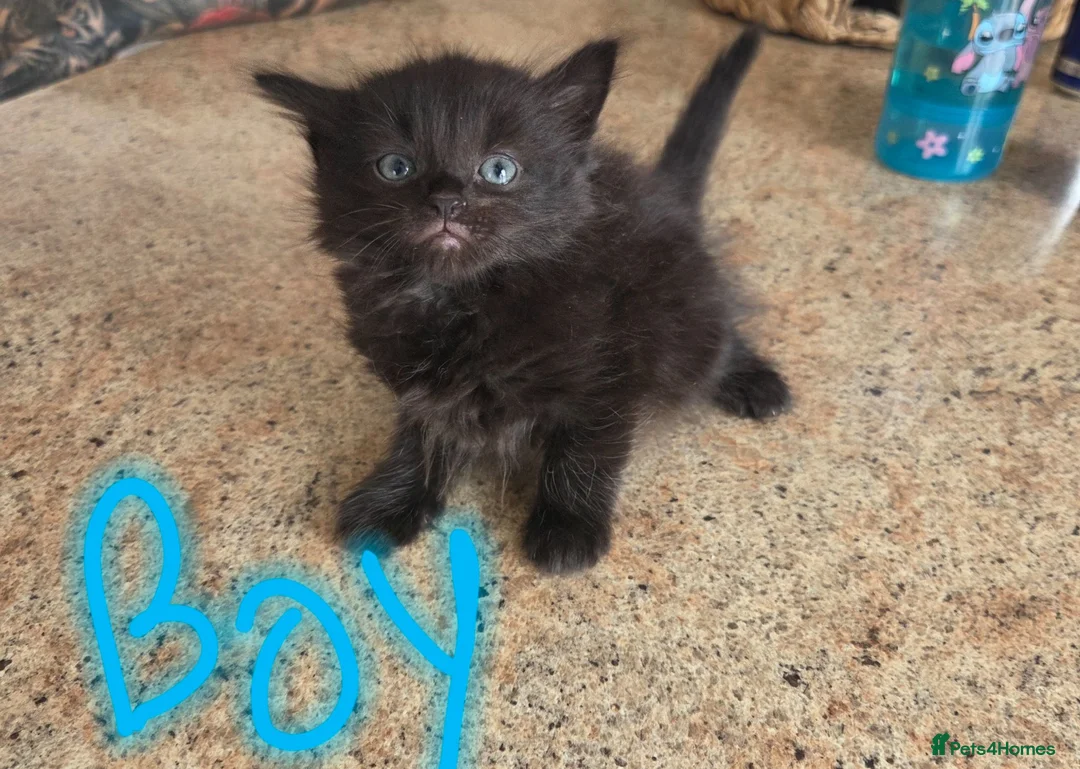 Mixed Breed cats for sale: Mother cat and kittens  - Advert 4