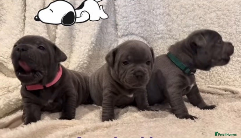 Staffordshire Bull Terrier dogs %Bloodline Staffordshire Bull Terrier Pups - Advert 1