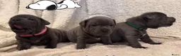 Staffordshire Bull Terrier dogs for sale: %Bloodline Staffordshire Bull Terrier Pups in Rugby - Advert 1
