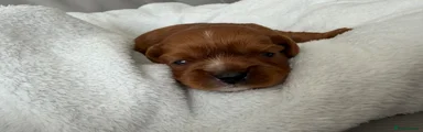 Cavalier King Charles Spaniel 1