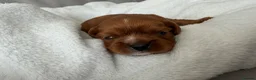 Cavalier King Charles Spaniel dogs for sale: Cavalier King Charles Spaniel puppies  - Advert 20