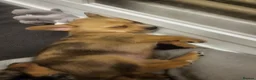 Chiweenie dogs for sale: Chiweenie  - Advert 4
