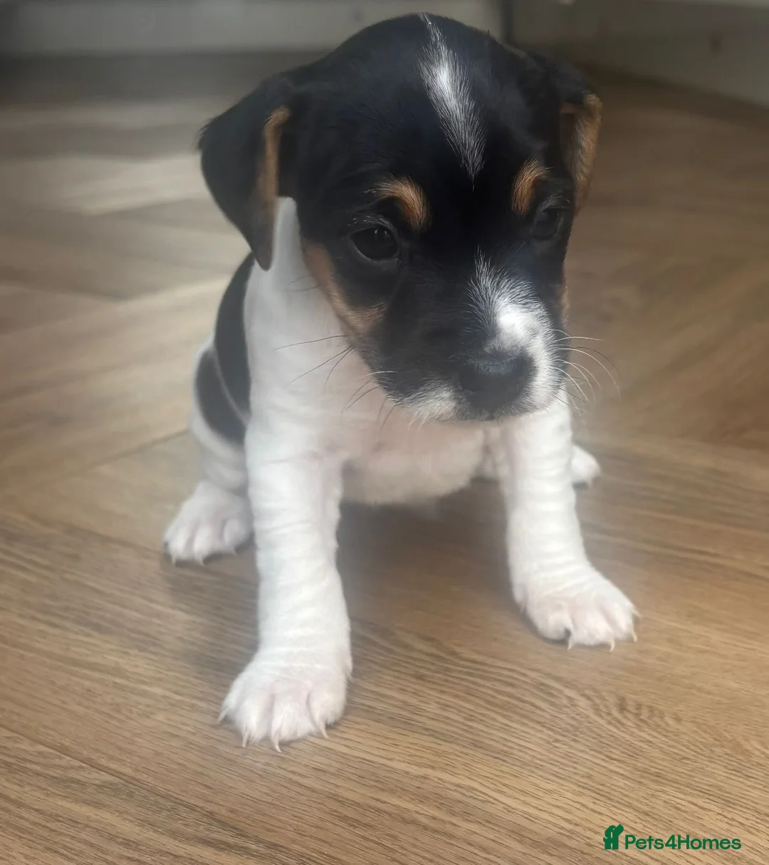 Jack Russell dogs for sale: 4 Beautiful Girl Jack Russell Puppies  - Advert 13