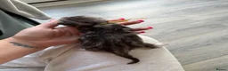 Maine Coon cats for sale: Stunning mainecoon kittens ready November/december - Advert 9