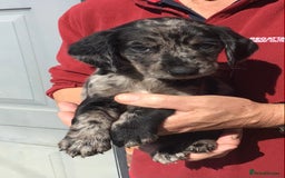 Cockerdor dogs for sale: AMAZING COCKERDOR/COCKADOR PUPPIES - Image 27