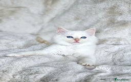 Ragdoll cats for sale: Pure Ragdoll Kittens - Image 13