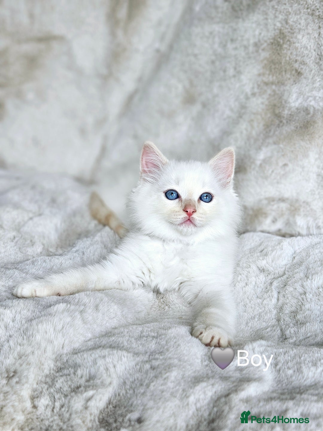 Ragdoll cats for sale: Pure Ragdoll Kittens - Image 13