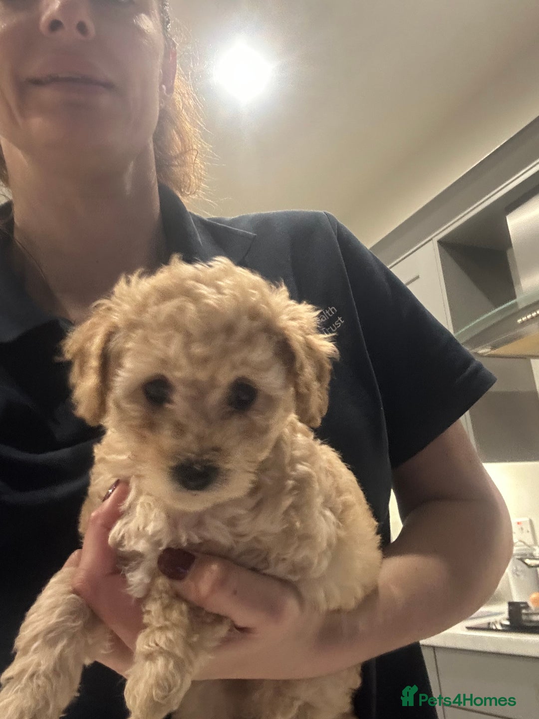Toy Poodle dogs for sale: Stunning KC Registered Toy Poodle Pups  in Belfast - Advert 11