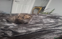 Mixed Breed cats for sale: 3 kittens  - Image 4