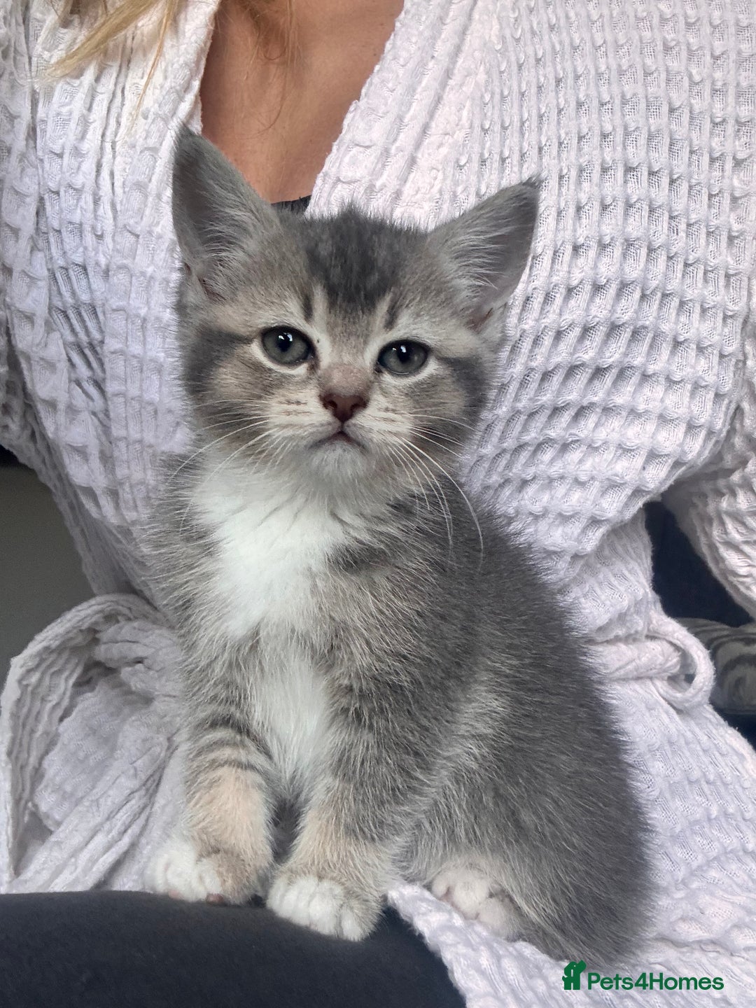 Scottish Fold cats for sale: Stunning Smokey Scottish fold/straight Girl.  - Image 3