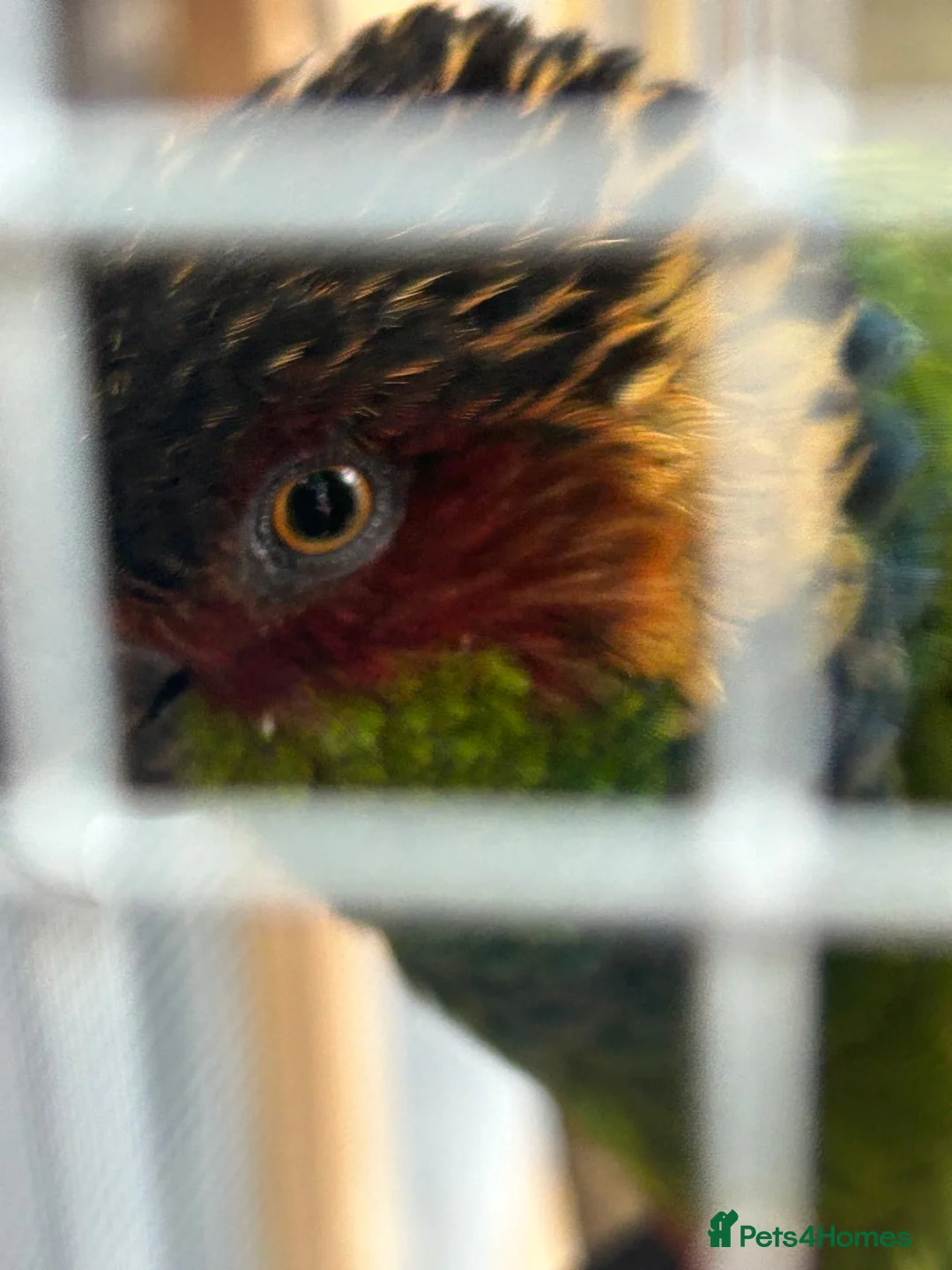 Conures birds for sale: Proven pair of blue throated conures - Advert 2