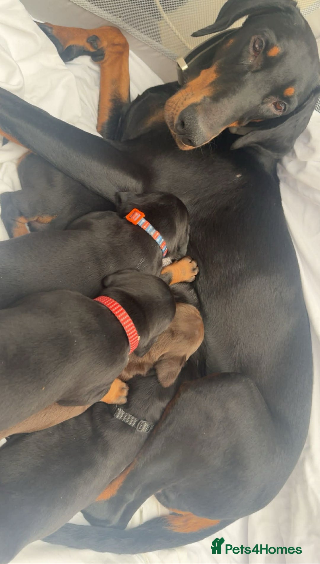 Dobermann dogs for sale: Top quality Doberman puppies  - Advert 12