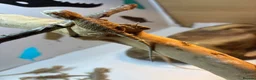Bearded Dragon reptiles for sale: Baby Bearded dragons £50 each - Advert 7