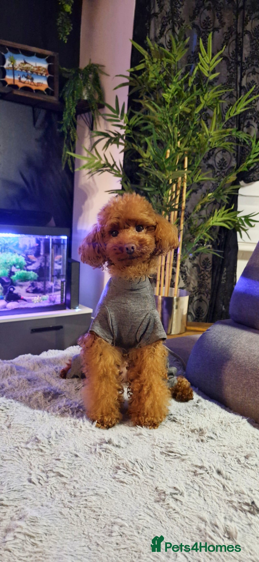 Gallery Image {{count}}