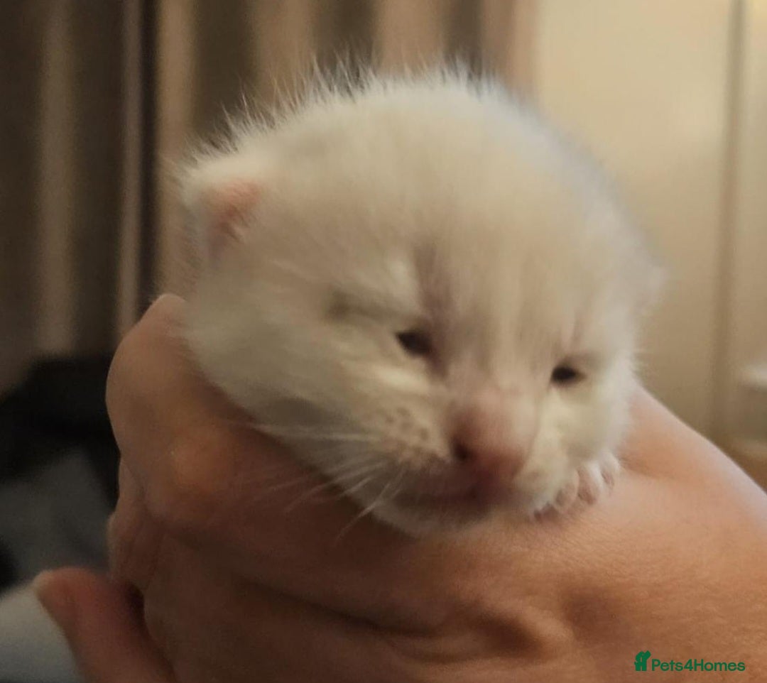 Mixed Breed cats for sale: £350.00 each Scottish straight cross kittens - Image 4