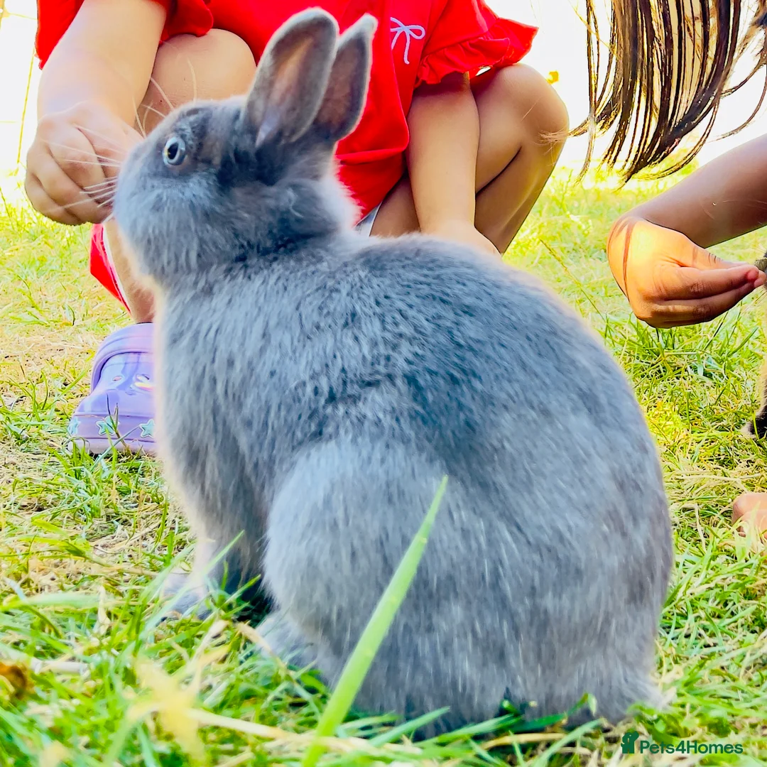 Netherland Dwarf rabbits for sale: Male netherland dwarf - Advert 2